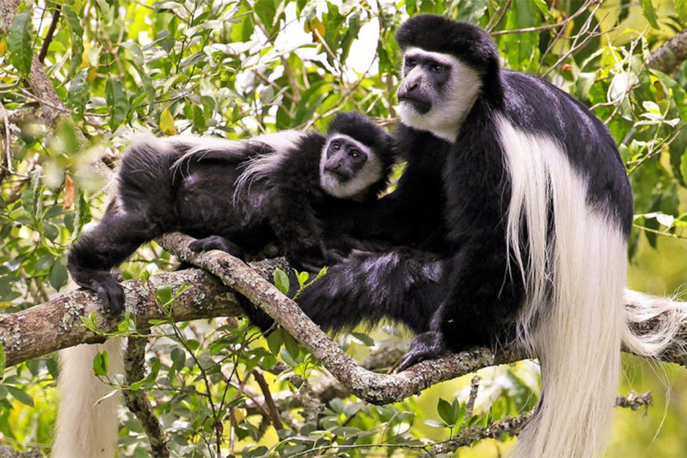 Arusha National Park Day Trip