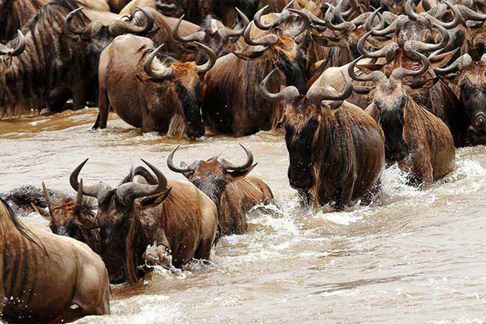 Serengeti National Park Background