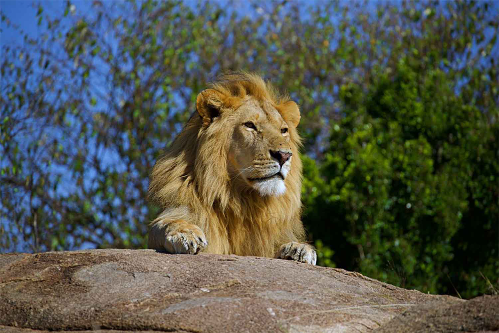 Serengeti, Ngorongoro, Lake Manyara, and Tarangire