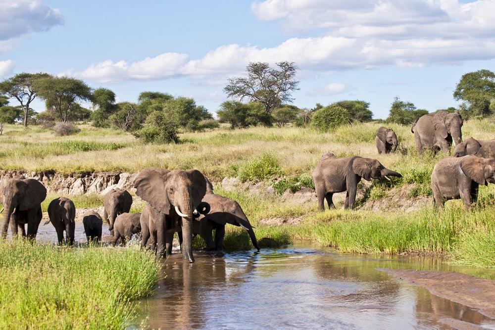 Tarangire National Park Day Trip