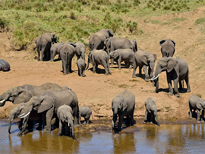 5 Days Serengeti, Ngorongoro, Lake Manyara & Tarangire Safari