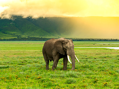 3 Days Serengeti & Ngorongoro Safari